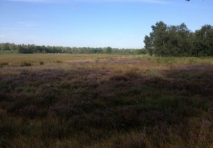 Omgeving Aan de Groene Papegaai01