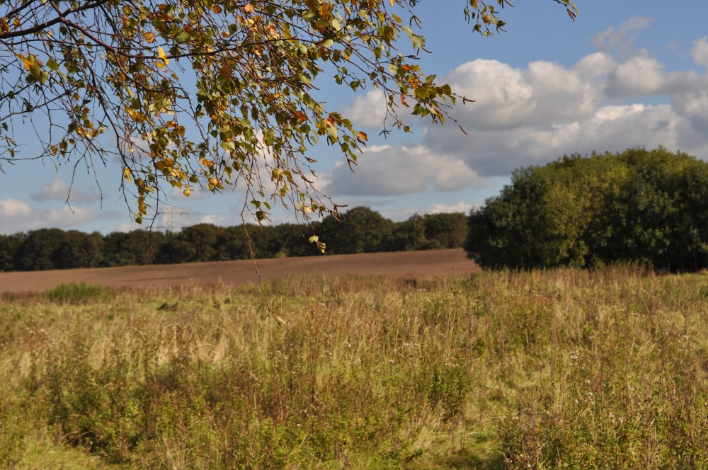 Omgeving_Aan_de_Groene_Papegaai17