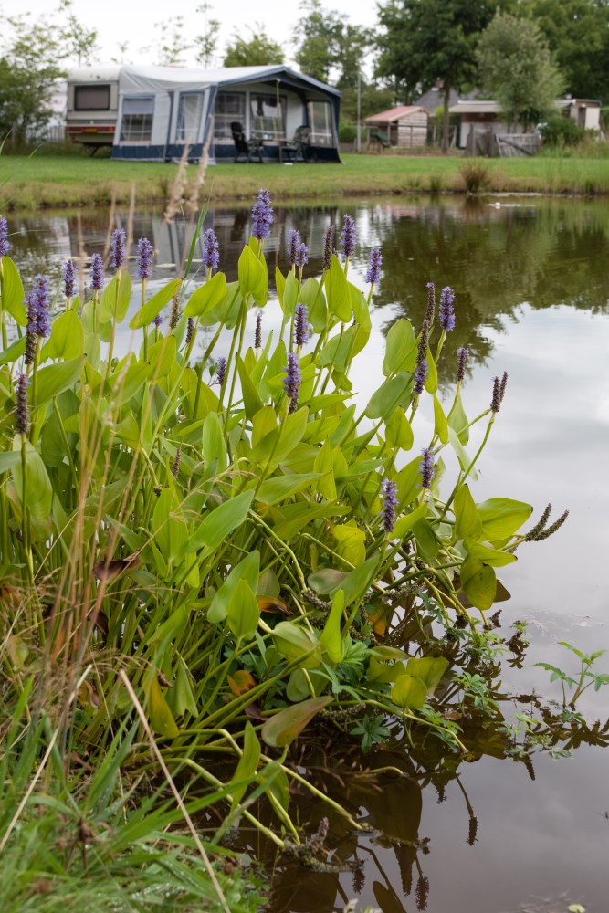 Visvijver_Aan_de_Groene_Papegaai02