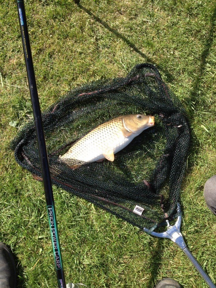 Aan de groene papegaai37