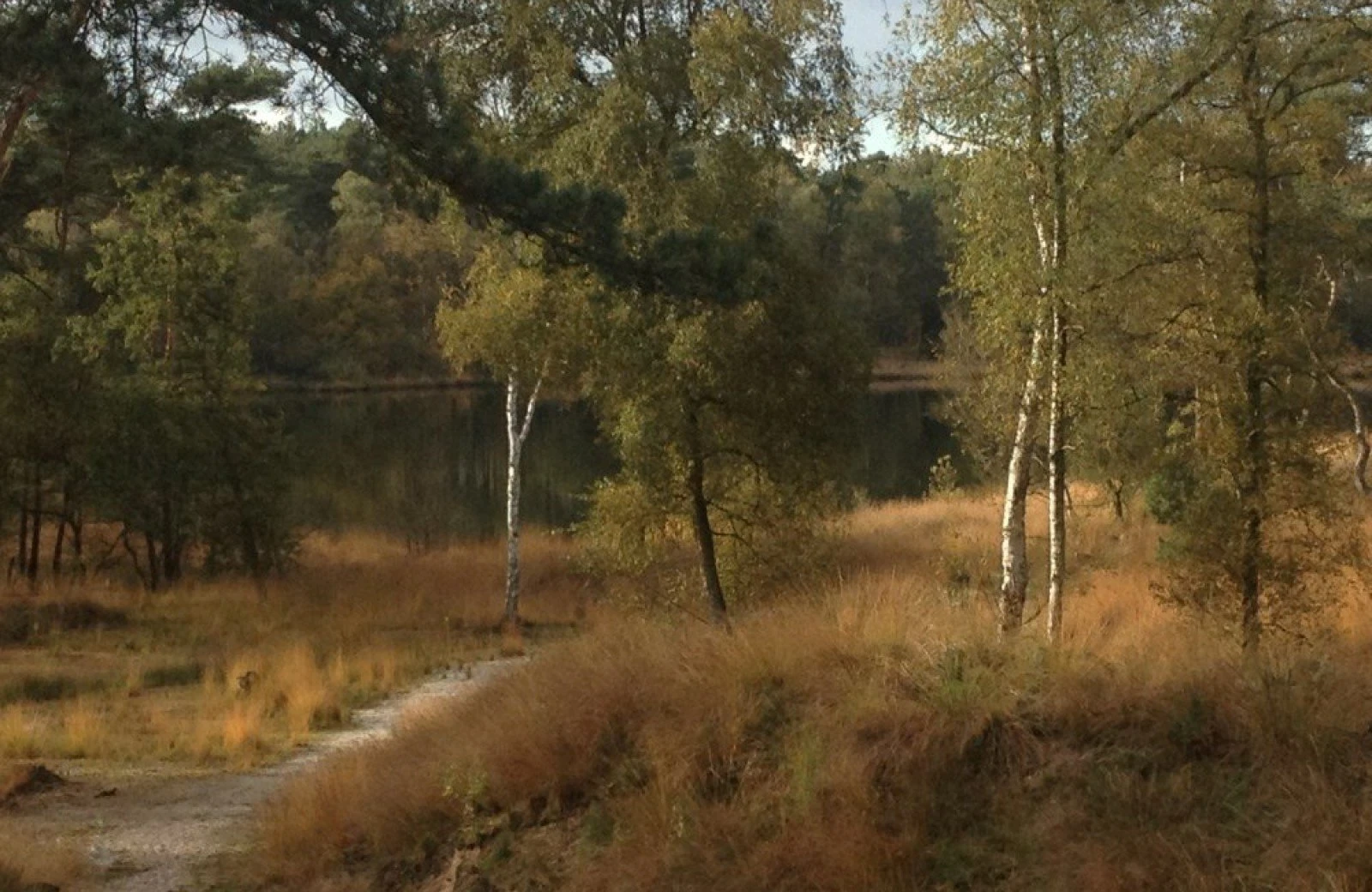Omgeving aan de groene papegaai04
