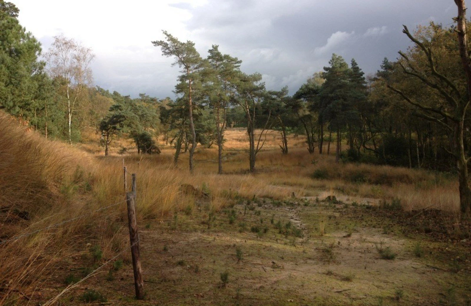 Omgeving aan de groene papegaai05