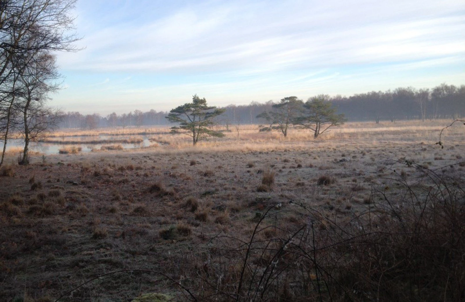 Omgeving aan de groene papegaai07