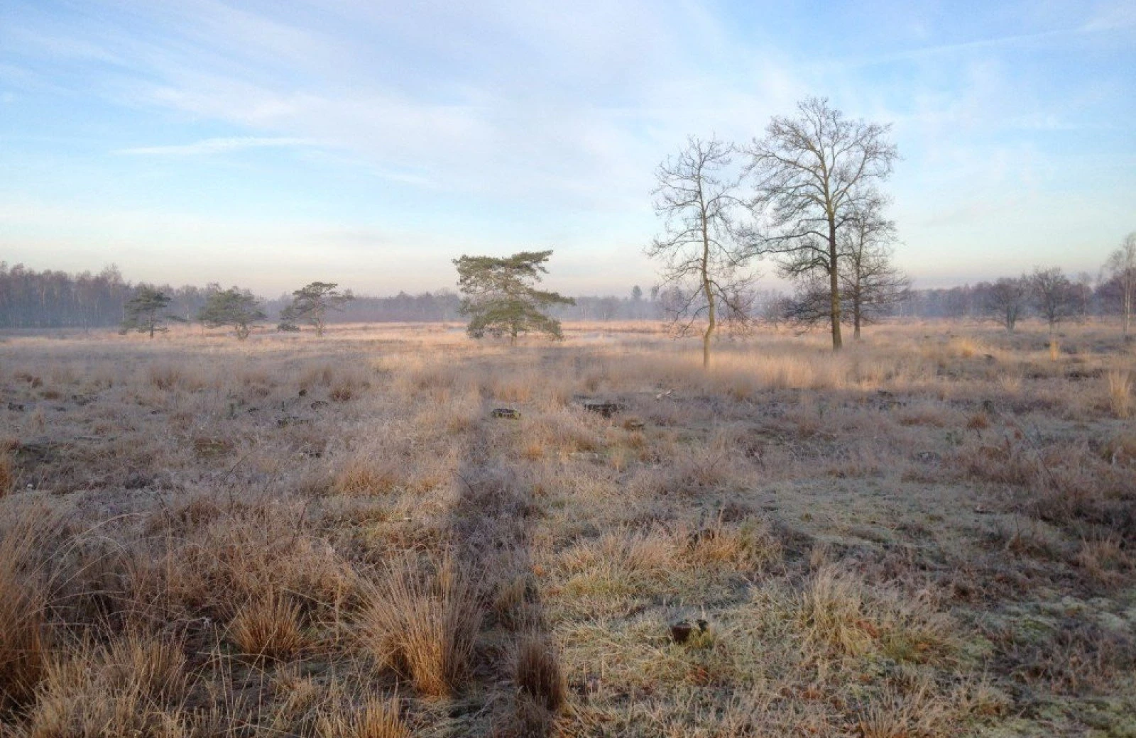 Omgeving aan de groene papegaai08